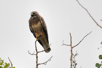 DSC_4480.jpg