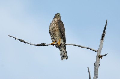DSC_48650001.jpg