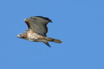 DSC_5159.jpg