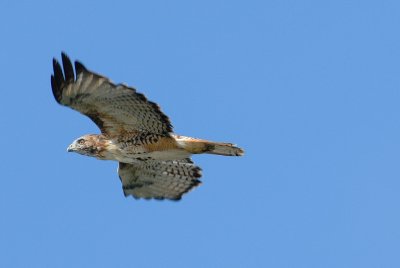 DSC_5161.jpg