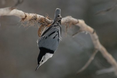 DSC_7216_f.jpg