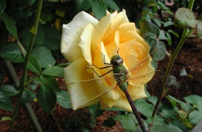 A Dragonfly on a yellow rose