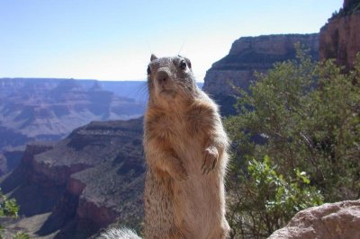 Grand Canyon Squirrel