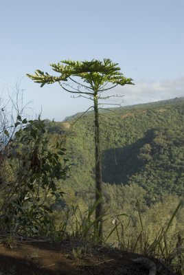 Dr. Seuss Tree: Pololu Valley