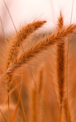 Winter Weeds