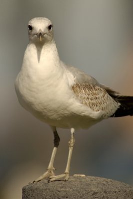 Bayshore Burlingame Gull