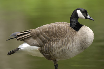 Moffett's Canada Goose