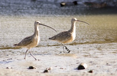 Whimbrel ?