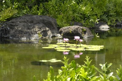 Tranquil pond