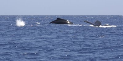 Pod of whales