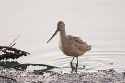 Shorebird