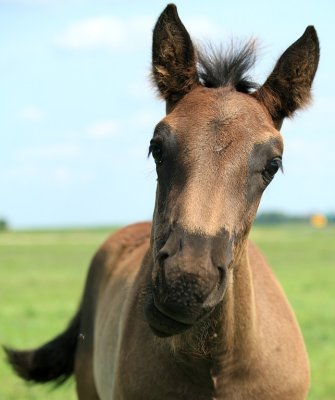 glider_imitating_donkey_6232.jpg