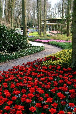 Keukenhof - Tulip festival 2007