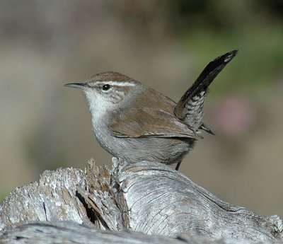 Bewicks Wren