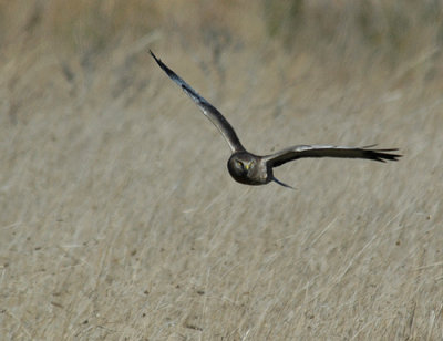 Northern Harrier 1 circus cyaneus