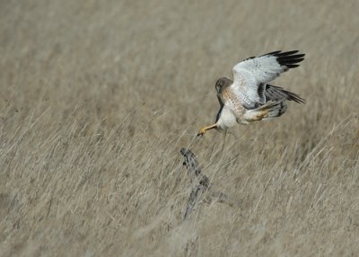 Northern Harrier 2 circus cyaneus