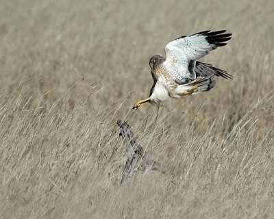 Northern Harrier Preparing to perch~ Won honorable Mention