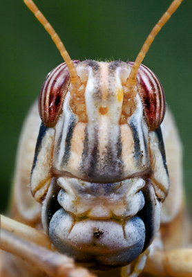 Locust Head Closeup