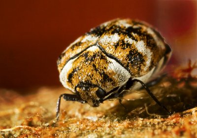 Clambid Beetle
