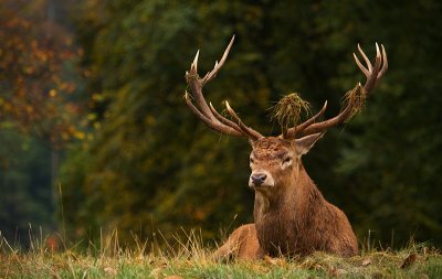 Red Deer Stag