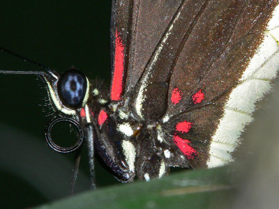 ButterFlyNiagarA