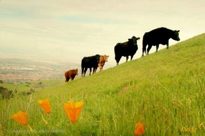 Walk with flowers