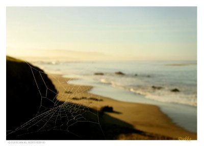 Surf N' the Web!
