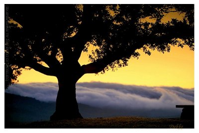 Oak and cloud!
