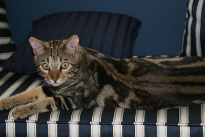 Ziggy