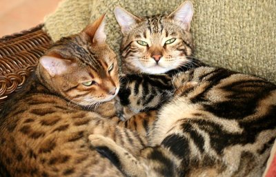 Bengals