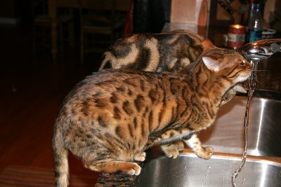 Ziggy and Ziva