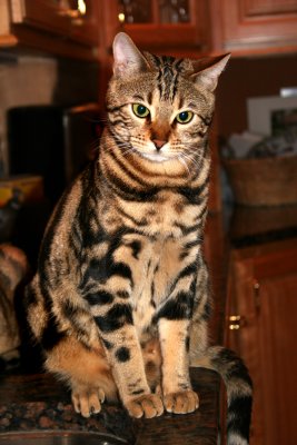Ziggy