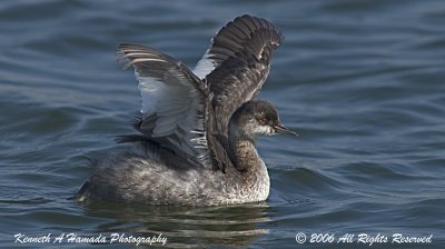 Eared Grebe  003.jpg