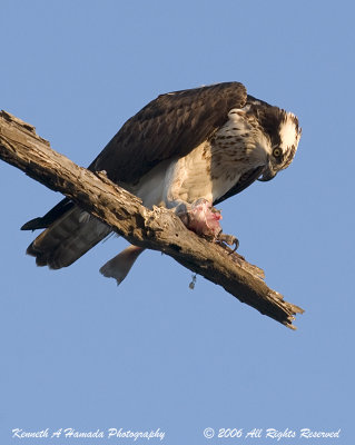 Osprey Feeding 009.jpg