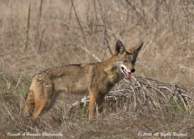 Coyote 009.jpg
