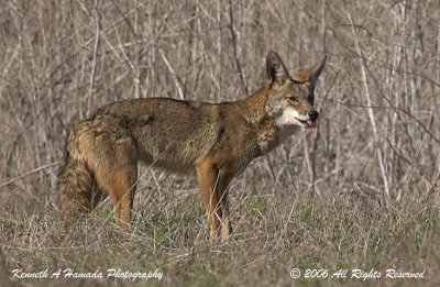 Coyote 010.jpg