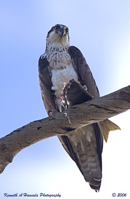 Osprey Feeding 013.jpg