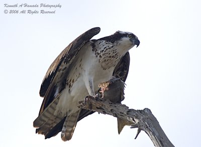 Osprey Feeding 015.jpg