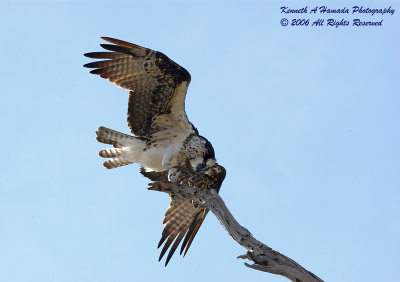 Osprey Feeding 017.jpg