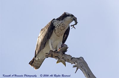 Osprey Feeding 019.jpg