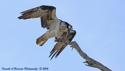 Osprey Feeding 020.jpg