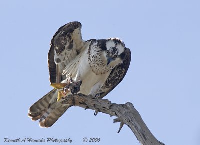 osprey_feeding