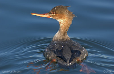 red-breasted_merganser