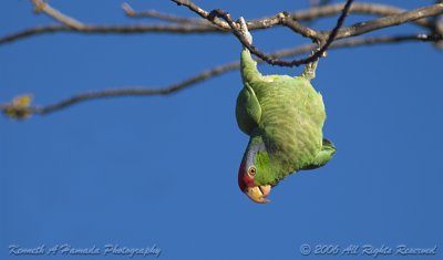 parrot