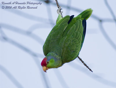 Parrot 0002.jpg