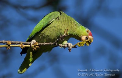 Parrot 0003.jpg