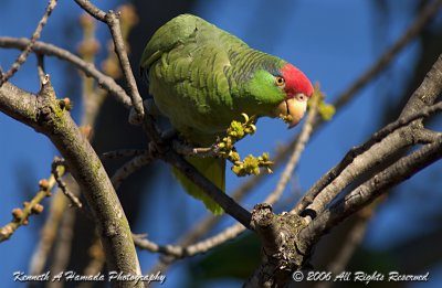 Parrot 0004.jpg