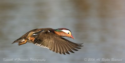 Mandarin Duck 019.jpg
