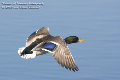 mallard