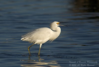 Snowy Egret 055.jpg